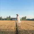 麦田杏树发个视频