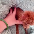 廊坊求领养小体泰迪