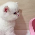 还未到家的小猫咪求坛友赐名