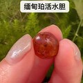 琥珀蜜蜡活水胆系列篇-缅甸珀