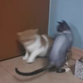 看看,又欺负哥哥去了😂