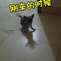 太开心啦！😄身上有1万只虫子的小狗，脚能立着走路啦！