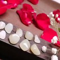 小籽们与玫瑰花🌹的邂逅～～～～～～