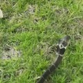 公司后山的草坪发现一条蛇