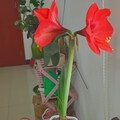 花都开了，我还没去看你～