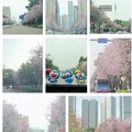 紫荆花随拍-2025年4月15日