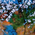 你们觉得樱花美么？
