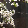 春
