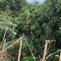 从化荔枝糯米糍，桂味