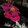 那朵玫瑰花