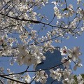 又是一年樱花季