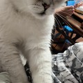 要不要奖励个猫条！