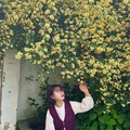 木香花又叫七里香