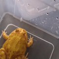 黄金角蛙，害怕角蛙的不要点开啦😂