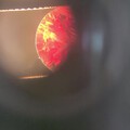 显微镜加相机下的太阳石