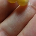 这样的黄珠能算极品不