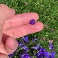 这颗紫蓝宝是什么神仙颜值