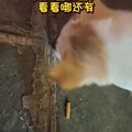 它前世是消防员吗?