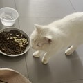 楼道里的小流浪