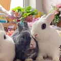 兔崽子们国庆幼儿园小记