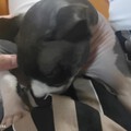 它是真的狗