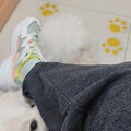 狗看病比人贵