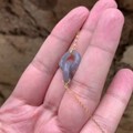 自然光下的竹节烟紫锁骨链