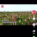 惊不惊喜，意不意外，鲁冰花真的是花