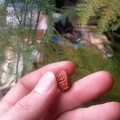 萌萌的小桃篮