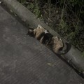 携大肥猫芋圆来冒个泡