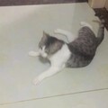 水红包，猜猜猫咪性别。