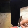上面那个老凤祥黄金的帖子，为了你们我翻了微商三年的盆友圈