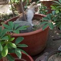 天热，花盆里容易长猫~