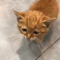 视频第一次～显给流浪的小橘猫