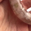 无瑕不樱花