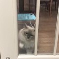 干家务小能手