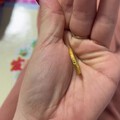手镯整不起了，买个戒指过过瘾