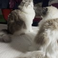 每天不是对峙就是对打,多猫家庭是不是都这样啊😝